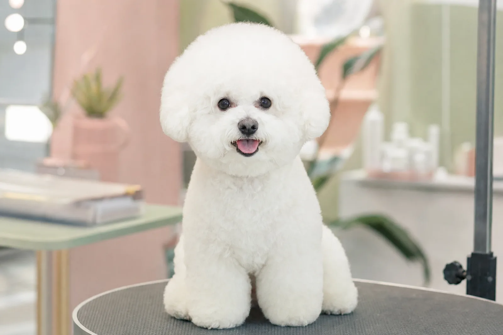 Illustration générique d’un chien blanc au pelage bouclé après un entretien