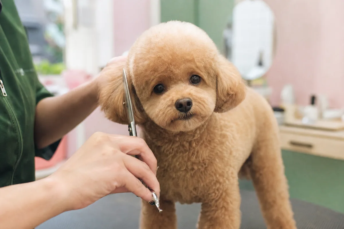 Chien dont le pelage est égalisé avec soin, illustration éditoriale générique