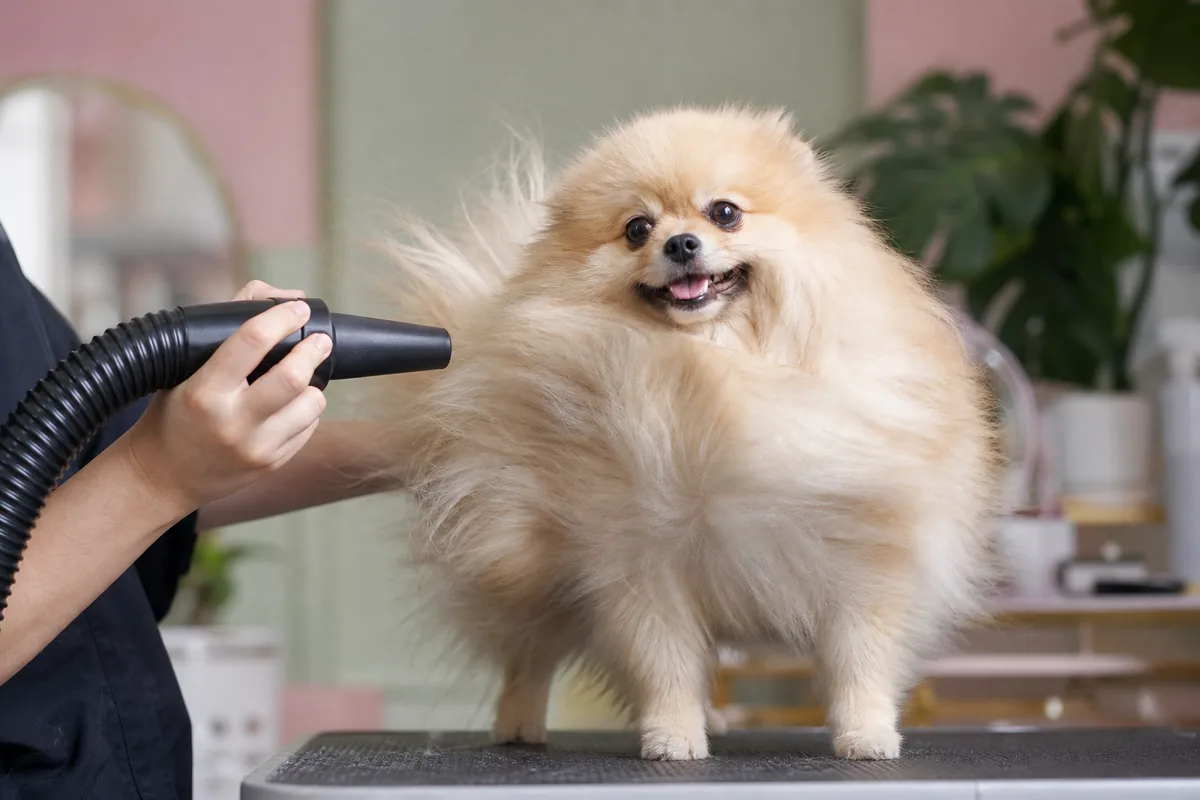 Illustration générique d’un petit chien exposé au flux d’un appareil de séchage